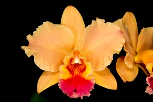 Rhyncholaeliocattleya Remar's Harmony Arnie HCC/AOS 75 pts.